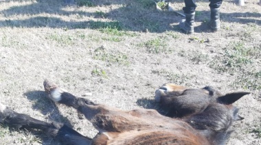 Un hombre quedó imputado por la muerte de un caballo en Tierra del Sueños