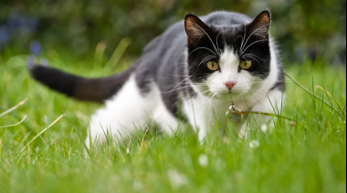 Un estudio reveló a dónde van los gatos cuando salen de casa