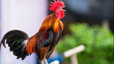 Por qué los gallos cantan al amanecer: esto es lo que nos revela la ciencia