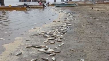 Investigan mortandad de peces que aparecieron en las costas del Paraná