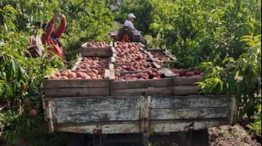 La fruticultura resiste los embates de la economía en el Sur Santafesino