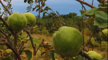 El INTA impulsa la producción de membrillo como cultivo alternativo