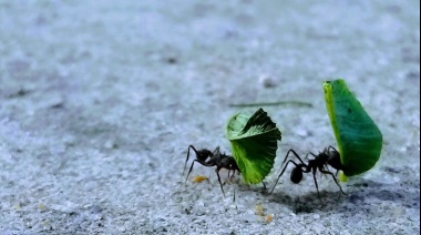 Hormigas: cómo es el método de control biológico para alejarlas de la huerta