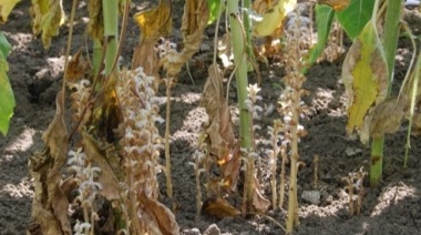 Jopo: conocer esta planta invasiva, clave para evitar que llegue al país