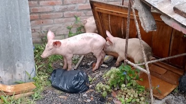 Ladrones forzaron un patrullero mientras la policía realizaba un operativo para recuperar 3 cerdos