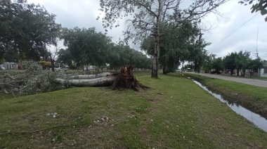 En Arroyo Seco cayeron 50 milímetros y dos arboles se derrumbaron sobre las vías