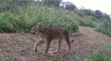 Primer registro fotográfico de puma en el Parque Nacional Islas de Santa Fe