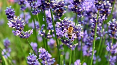 La forma correcta de podar la Lavanda para tener flores eternas