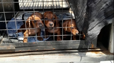 Rescataron a 3 perros salchicha y 11 gatos siameses de un criadero ilegal