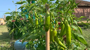 Capacitación en Producción de Sustratos y Reproducción de Hortalizas y Esquejes