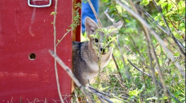 Animales silvestres rescatados en la provincia regresaron a su hábitat natural