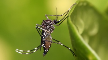 Aumentan los casos de dengue en Arroyo Seco pero sin riesgo de brote, según Salud