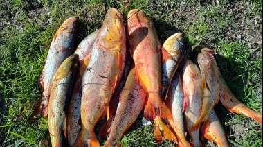 Decomisaron 300 kilos de pescado fresco en Arroyo Seco