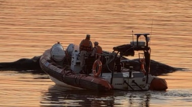 Apareció una ballena en el río Paraná y creen que está agonizando