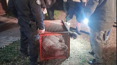 Apareció un puma en el patio de una casa