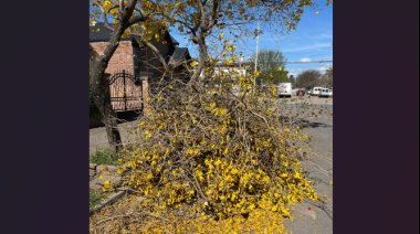 Un vecino decapitó un lapacho porque le molestaban las flores en la vereda