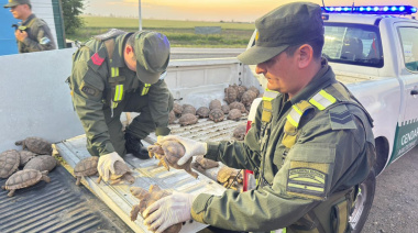 Gendarmería rescató 166 tortugas que llevaban ocultas en un cargamento de cebollas