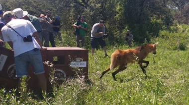 Provincia liberó 460 animales silvestres en sus hábitats naturales