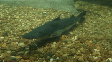 El sábado comienza la veda para la pesca de surubí