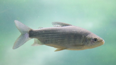 Por qué Santa Fe limitó la exportación de peces del río Paraná