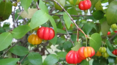 Exploran en Coronda el potencial de la Pitanga como opción complementaria a la frutilla