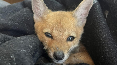 Recuperaron tres zorros que eran ofrecidos en redes sociales