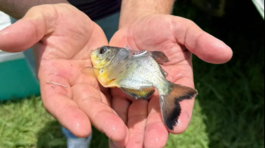 Entre Ríos: Liberaron 300 pacúes jóvenes para repoblar el río Paraná