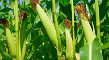 Las lluvias están acompañando el desarrollo de los cultivos de maíz en el 90% de la región núcleo