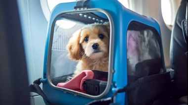 Animales domésticos podrán viajar en micros y trenes de larga distancia