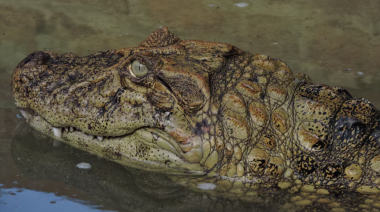 Santa Fe liberó a Ricardito, el yacaré que pasó más de 10 años en el Instituto Malbrán