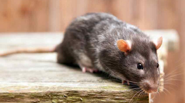 Recuerdan medidas para prevenir la leptospirosis