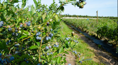 En 2025 se certificó exportación de más de 4200 toneladas de arándanos
