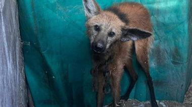 La policía rescató un ejemplar de aguará guazú