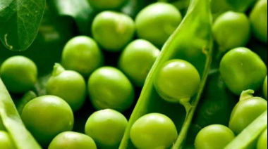 En el Día Mundial de las Legumbres el INTA destaca el valor de este cultivo