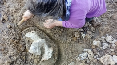 Rescatan restos fósiles de diez mil años de años de antigüedad en el Paraná