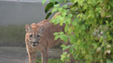 La policía rescató a un puma que deambulaba por la ciudad de Esperanza
