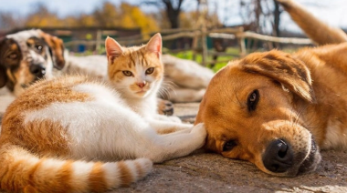 Jornada de castraciones y vacunación antirrábica en el Paseo Pedro Spina