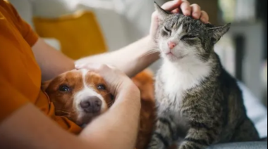 Jornada de castraciones y vacunación antirrábica en el Barrio Doña Pepa