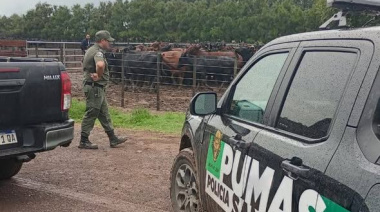 Hallaron en un feed lot de Chabás 161 vacunos robados en Santa Teresa