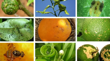 Remedios caseros para mantener alejadas las plagas del jardin