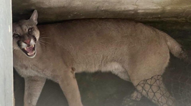 Rescataron y liberaron un puma que había ingresado a un domicilio