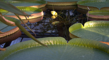 Día Internacional de la Madre Tierra: una fecha para reflexionar sobre el planeta
