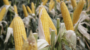 La producción de granos alcanzó una cosecha récord