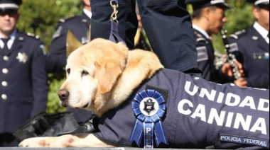 Día Nacional del Perro: Por qué se celebra hoy