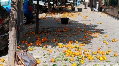 Las naranjas amargas de San Pedro despiertan interés  por su potencial uso farmacéutico