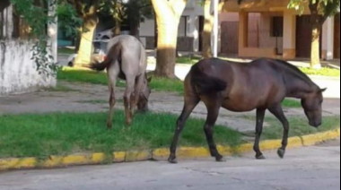 El Concejo demora la compra de un carro para trasladar los animales sueltos