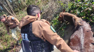 Rescataron a una yegua preñada que intentaba cruzar el arroyo Pavón