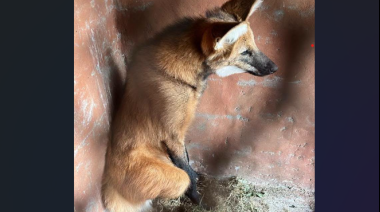 Un aguará guazú apareció en las calles de Puerto San Martín
