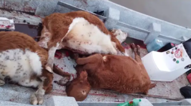 Un puestero enfrentó a tres cuatreros que llevaban terneros faenados