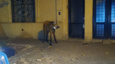 ¿Qué hacer ante un encuentro con animales silvestres?